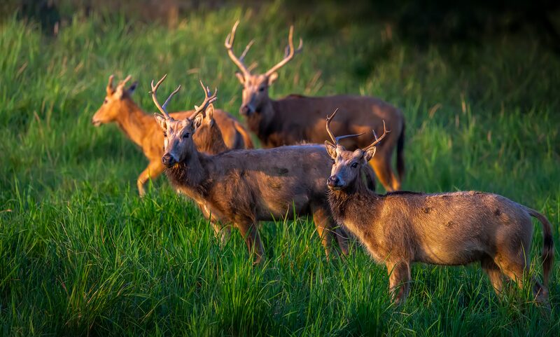 Witness_the_Epic_Milu_Deer_Battles_in_China_s_Jiangsu_Province___poster - News for amigos, by amigos Witness_the_Epic_Milu_Deer_Battles_in_China_s_Jiangsu_Province__ video poster