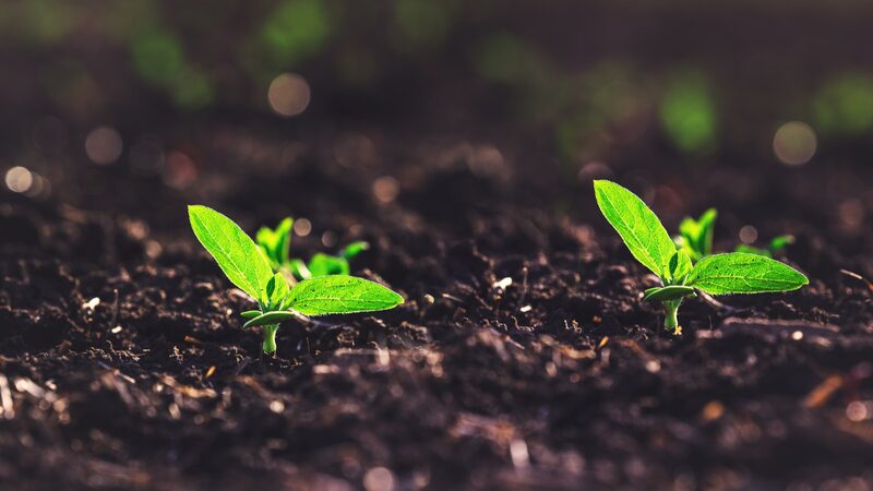 World_Environment_Day_2024__Let_s_Stop_Our_Fertile_Soil_from_Turning_to_Dust__