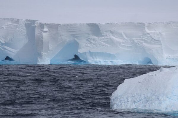 World’s Biggest Iceberg A23a Sets Sail: Nature’s Giant on the Move 🌊 World_s_Biggest_Iceberg_A23a_Sets_Sail__Nature_s_Giant_on_the_Move__