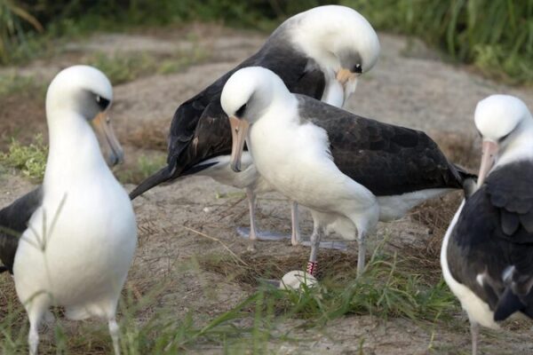 World’s Oldest Albatross, 74, Lays Egg Again in Hawaii 🌊🐦 World_s_Oldest_Albatross__74__Lays_Egg_Again_in_Hawaii___
