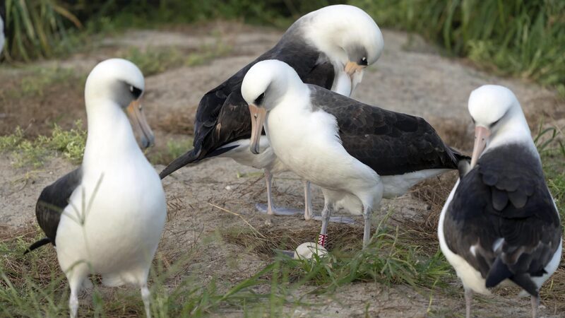 World_s_Oldest_Albatross__74__Lays_Egg_Again_in_Hawaii___ - News for amigos, by amigos World_s_Oldest_Albatross__74__Lays_Egg_Again_in_Hawaii___