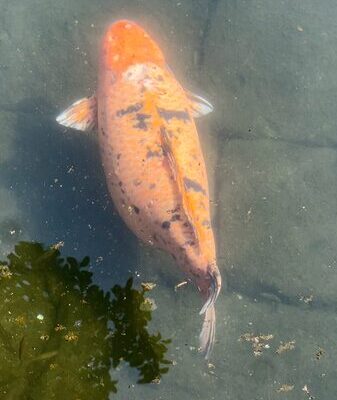 Wuxi’s Chubby Fish: The 30-Year-Old Legend Everyone Loves Wuxi_s_Chubby_Fish__The_30_Year_Old_Legend_Everyone_Loves video poster
