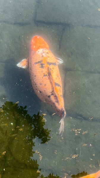 Wuxi_s_Chubby_Fish__The_30_Year_Old_Legend_Everyone_Loves video poster