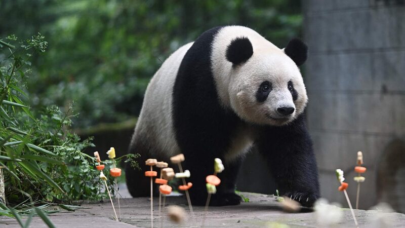 Xiang_Xiang_Turns_7_____Fans_Celebrate_Giant_Panda_s_Birthday_in_China - News for amigos, by amigos Xiang_Xiang_Turns_7_____Fans_Celebrate_Giant_Panda_s_Birthday_in_China