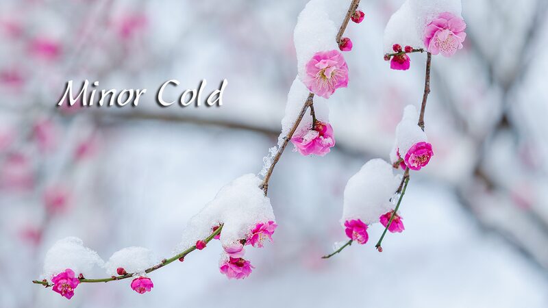 Xiaohan____Spring_s_First_Whisper_Amid_Winter_s_Chill___ - News for amigos, by amigos Xiaohan____Spring_s_First_Whisper_Amid_Winter_s_Chill___