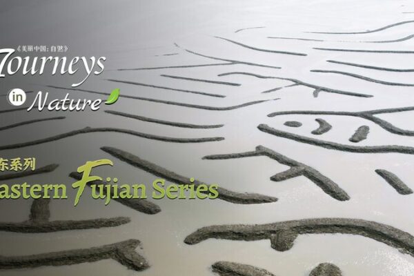 Xiapu’s Gifts from the Sea: Untold Stories of Coastal Life Xiapu_s_Gifts_from_the_Sea__Untold_Stories_of_Coastal_Life video poster
