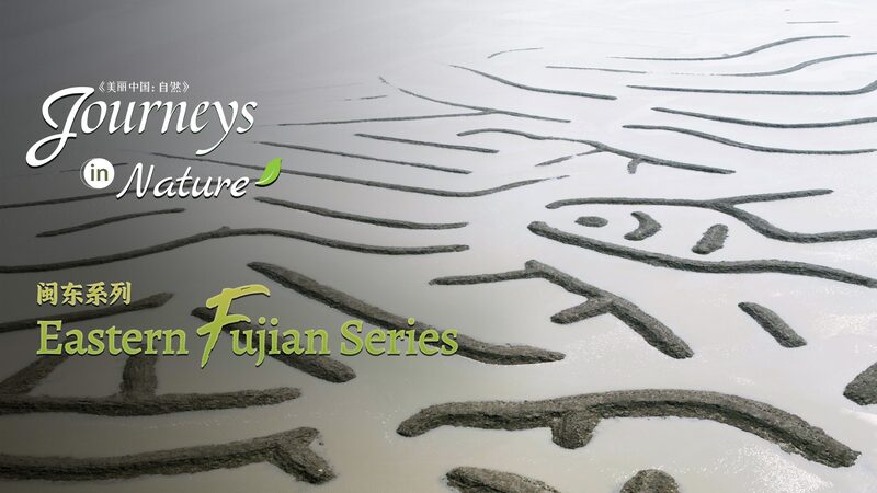 Xiapu_s_Gifts_from_the_Sea__Untold_Stories_of_Coastal_Life video poster