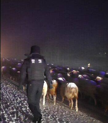 Xinjiang Police Rescue Herdsmen and 1,000 Livestock from Snowstorm Xinjiang_Police_Rescue_Herdsmen_and_1_000_Livestock_from_Snowstorm video poster