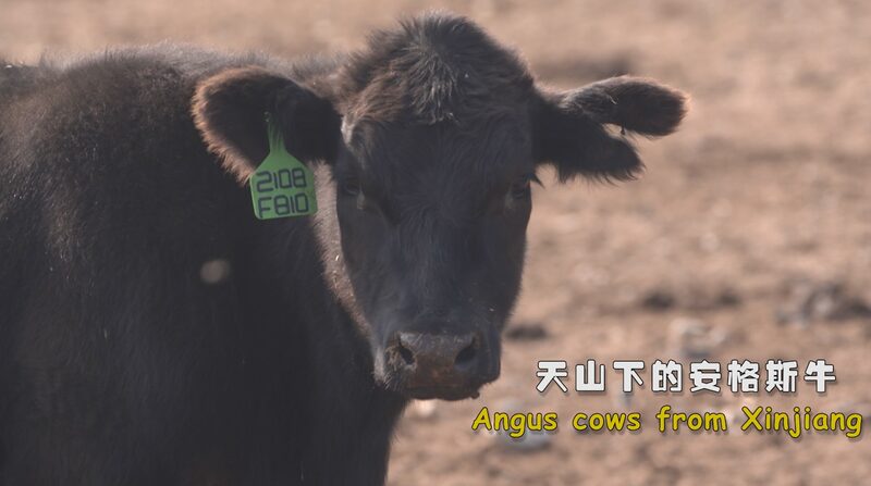 Xinjiang_s_Angus_Revolution__Organic_Beef_Takes_Off_poster - News for amigos, by amigos Xinjiang_s_Angus_Revolution__Organic_Beef_Takes_Off video poster