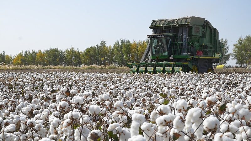 Xinjiang_s_Cotton_Boom_in_2024__Record_Highs_and_Modern_Harvests___ - News for amigos, by amigos Xinjiang_s_Cotton_Boom_in_2024__Record_Highs_and_Modern_Harvests___
