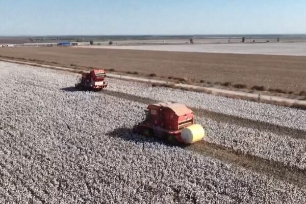 Xinjiang’s Cotton Revolution: Breeding and Tech Boost Yields 🚀 Xinjiang_s_Cotton_Revolution__Breeding_and_Tech_Boost_Yields__
