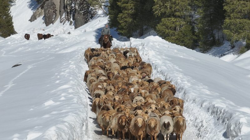 Xinjiang_s_Epic_Livestock_Migration__Herders_Guide_Millions_to_Spring_Pastures_poster - News for amigos, by amigos Xinjiang_s_Epic_Livestock_Migration__Herders_Guide_Millions_to_Spring_Pastures video poster