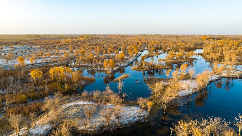 Xinjiang_s_Golden_Poplar_Wonderland__A_Desert_Fairytale_Comes_to_Life_poster - News for amigos, by amigos Xinjiang_s_Golden_Poplar_Wonderland__A_Desert_Fairytale_Comes_to_Life video poster