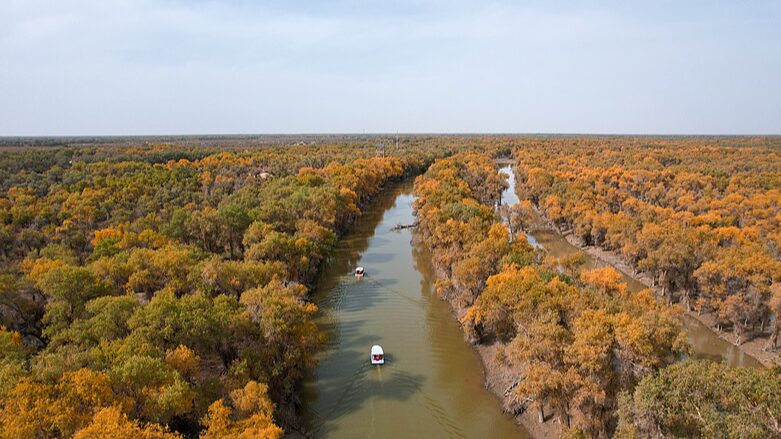 Xinjiang_s_Golden_Poplars__Desert_Shimmers_with_Autumn_Magic__ - News for amigos, by amigos Xinjiang_s_Golden_Poplars__Desert_Shimmers_with_Autumn_Magic__