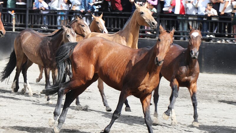 Xinjiang_s_Horse_Spectacle__Akhal_Teke_Stars_Dazzle_at_China_s_Largest_Show___ - News for amigos, by amigos Xinjiang_s_Horse_Spectacle__Akhal_Teke_Stars_Dazzle_at_China_s_Largest_Show___