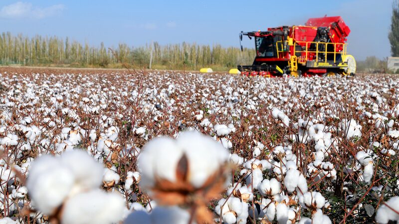 Xinjiang_s_Mega_Cotton_Harvest_Breaks_China_s_Record___