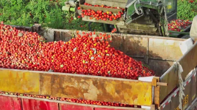 Xinjiang_s_Sun_Kissed_Tomatoes__Abliz_s_Quest_to_Share_Their_Flavor_with_the_World_poster - News for amigos, by amigos Xinjiang_s_Sun_Kissed_Tomatoes__Abliz_s_Quest_to_Share_Their_Flavor_with_the_World video poster