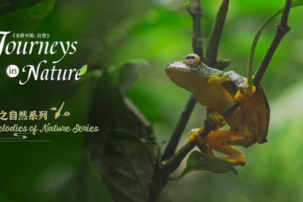 Xishuangbanna: Unveiling the Rainforest Secrets Beyond the Tropics 🌿 Xishuangbanna__Unveiling_the_Rainforest_Secrets_Beyond_the_Tropics__ video poster