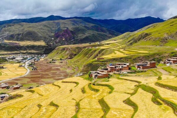 Xizang Elevates Highland Barley Farming to New Heights 🌾 Xizang_Elevates_Highland_Barley_Farming_to_New_Heights__ video poster