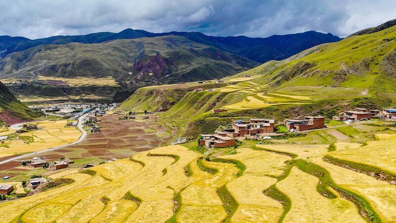 Xizang_Elevates_Highland_Barley_Farming_to_New_Heights___poster - News for amigos, by amigos Xizang_Elevates_Highland_Barley_Farming_to_New_Heights__ video poster