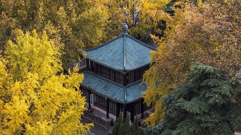 Xuanwu_Lake_s_Golden_Ginkgo_Season_Captivates_Nanjing_Visitors - News for amigos, by amigos Xuanwu_Lake_s_Golden_Ginkgo_Season_Captivates_Nanjing_Visitors