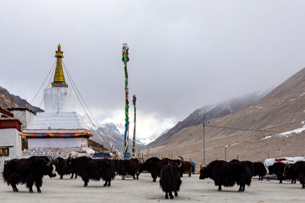 Yaks, Herbs, and Prosperity: Xizang’s Young Farmers Revitalize Rural Life Yaks__Herbs__and_Prosperity__Xizang_s_Young_Farmers_Revitalize_Rural_Life