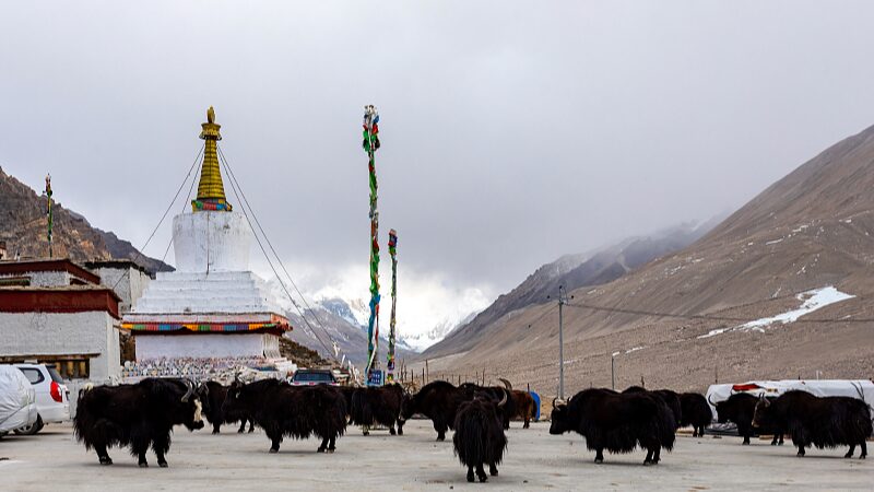 Yaks__Herbs__and_Prosperity__Xizang_s_Young_Farmers_Revitalize_Rural_Life - News for amigos, by amigos Yaks__Herbs__and_Prosperity__Xizang_s_Young_Farmers_Revitalize_Rural_Life