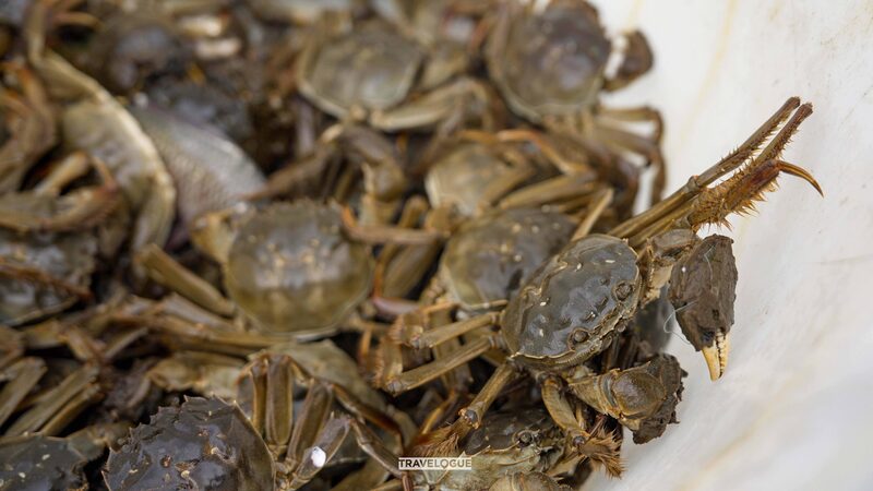 Yangcheng_Lake_s_Hairy_Crabs__China_s_Culinary_Treasure