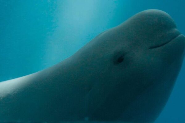 Yangtze_s__Smiling_Angels___China_s_Conservation_Success_with_Finless_Porpoises video poster