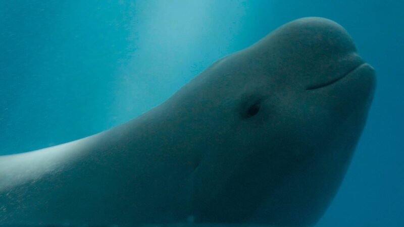 Yangtze_s__Smiling_Angels___China_s_Conservation_Success_with_Finless_Porpoises_poster - News for amigos, by amigos Yangtze_s__Smiling_Angels___China_s_Conservation_Success_with_Finless_Porpoises video poster