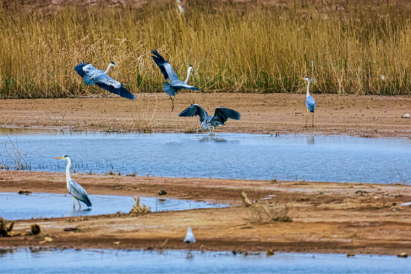Yellow River Estuary: Shandong’s Hidden Haven for Migratory Birds 🦅 Yellow_River_Estuary__Shandong_s_Hidden_Haven_for_Migratory_Birds__