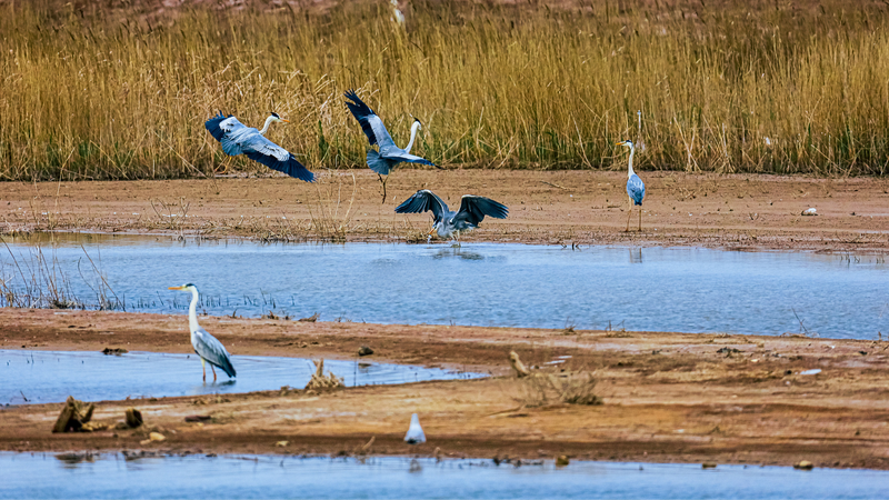 Yellow_River_Estuary__Shandong_s_Hidden_Haven_for_Migratory_Birds__