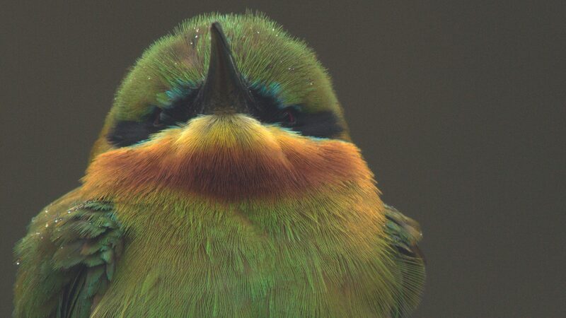 Young_Blue_Tailed_Bee_Eaters__The_Clan_s_Future_Heroes___poster - News for amigos, by amigos Young_Blue_Tailed_Bee_Eaters__The_Clan_s_Future_Heroes__ video poster