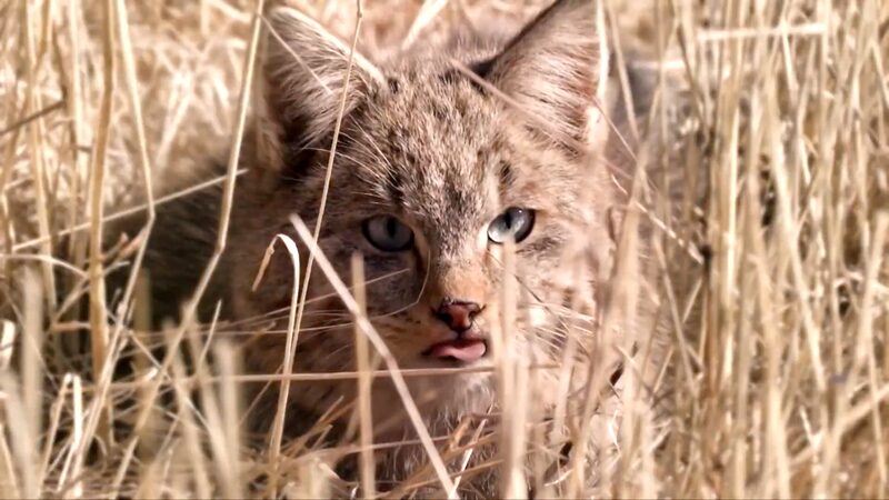 Young_Rangers_Safeguard_Wildlife_in_China_s_Qilian_Mountain_National_Park_poster - News for amigos, by amigos Young_Rangers_Safeguard_Wildlife_in_China_s_Qilian_Mountain_National_Park video poster