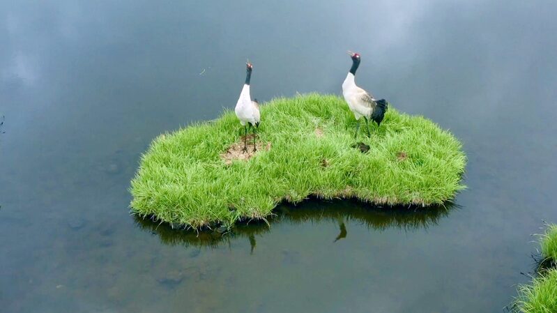 Young_Rangers_in_Qilian_Mountain__Guardians_of_China_s_Rare_Wildlife video poster
