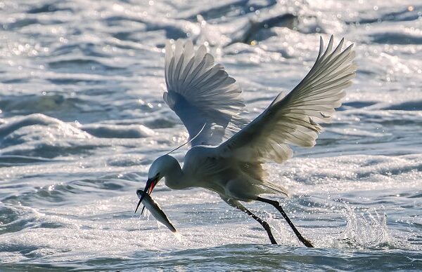 Yundang Lake: Xiamen’s Eco Paradise 🐦🌿 Yundang_Lake__Xiamen_s_Eco_Paradise___