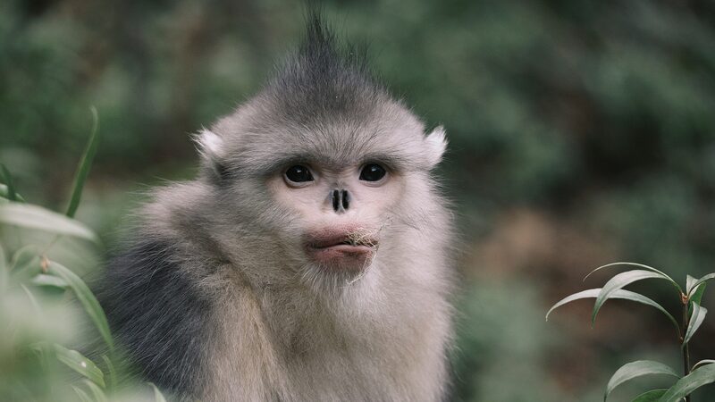 Yunnan_Boosts_Compensation_for_Wildlife_Damage_to_Protect_Biodiversity___ video poster