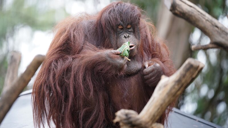 Yunnan_Wildlife_Park_Animals_Celebrate_Duanwu_Festival_with_Special_Zongzi_Treats - News for amigos, by amigos Yunnan_Wildlife_Park_Animals_Celebrate_Duanwu_Festival_with_Special_Zongzi_Treats