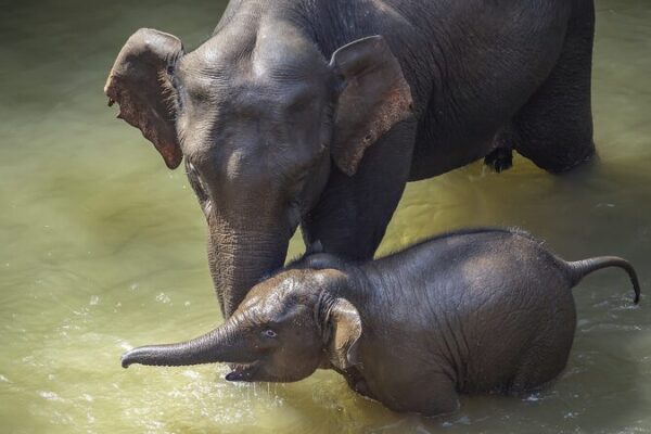 Yunnan’s Asian Elephants Enjoy Relaxing Pedicures 🐘💅 Yunnan_s_Asian_Elephants_Enjoy_Relaxing_Pedicures___ video poster