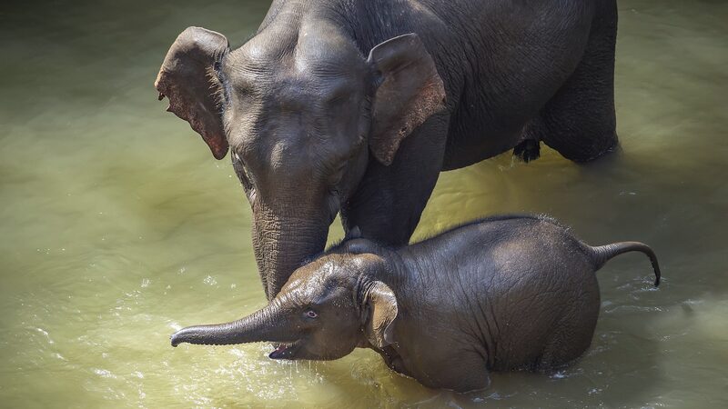 Yunnan_s_Asian_Elephants_Enjoy_Relaxing_Pedicures____poster - News for amigos, by amigos Yunnan_s_Asian_Elephants_Enjoy_Relaxing_Pedicures___ video poster
