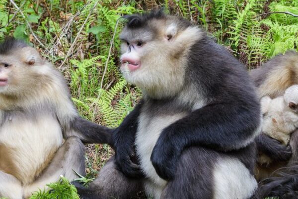 Yunnan_s_Biodiversity_Boost__Nature_and_Humans_in_Harmony__ video poster