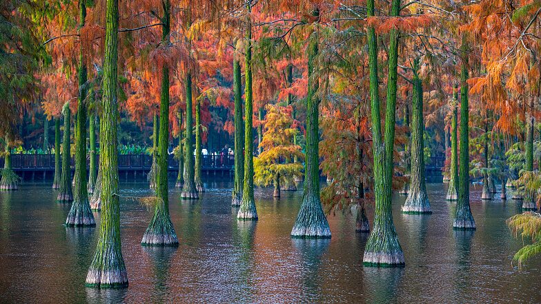 Zhangdu_Lake_Wetlands_Ignite_with_Vibrant_Autumn_Colors___
