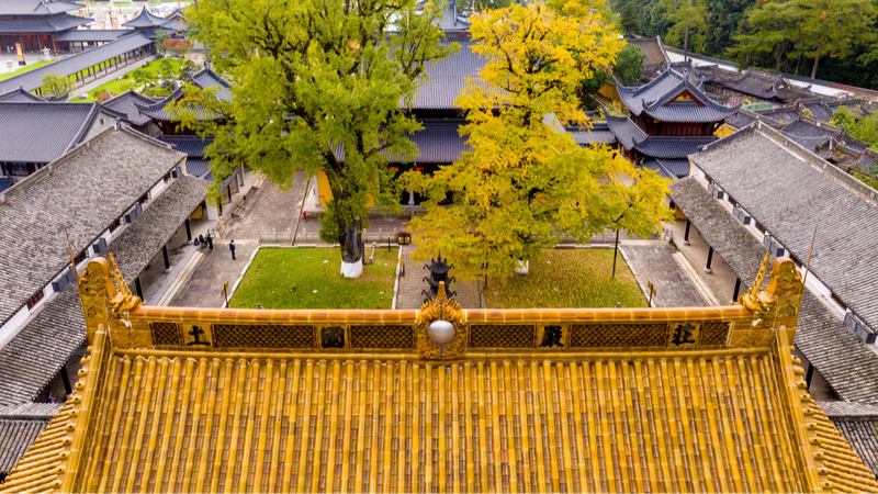 Zhejiang_s_Ancient_Ginkgo_Trees_Turn_Gold__A_Must_See_Spectacle____ - News for amigos, by amigos Zhejiang_s_Ancient_Ginkgo_Trees_Turn_Gold__A_Must_See_Spectacle____