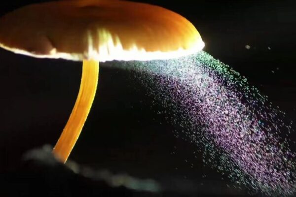 Zhou Qingfeng: The Fungi Photographer Capturing Nature’s Hidden Beauty Zhou_Qingfeng__The_Fungi_Photographer_Capturing_Nature_s_Hidden_Beauty video poster