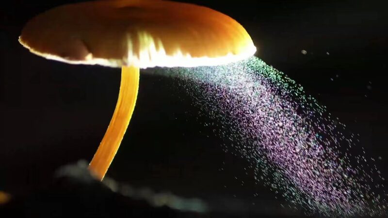 Zhou_Qingfeng__The_Fungi_Photographer_Capturing_Nature_s_Hidden_Beauty video poster