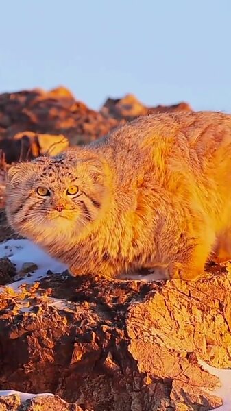 Adorable_Golden_Pallas_s_Cat_Shines_on_Frozen_Hulunbuir_Grasslands____poster - News for amigos, by amigos Adorable_Golden_Pallas_s_Cat_Shines_on_Frozen_Hulunbuir_Grasslands___ video poster