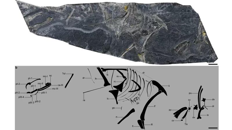 Ancient Bird Fossil Unearthed in China Reveals New Origins Ancient_Bird_Fossil_Unearthed_in_China_Reveals_New_Origins