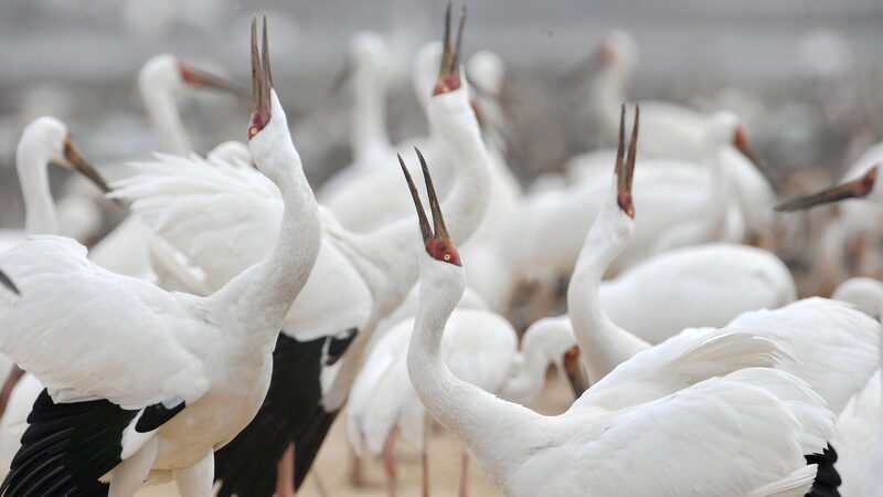 Birdwatching Boom Ignites Eco-Tourism Growth in the Chinese Mainland 🐦✨ Birdwatching_Boom_Ignites_Eco_Tourism_Growth_in_the_Chinese_Mainland___ video poster