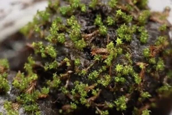 Chinese Scientists Unlock Desert Moss Secrets for Mars Terraforming 🌌🪐 Chinese_Scientists_Unlock_Desert_Moss_Secrets_for_Mars_Terraforming___