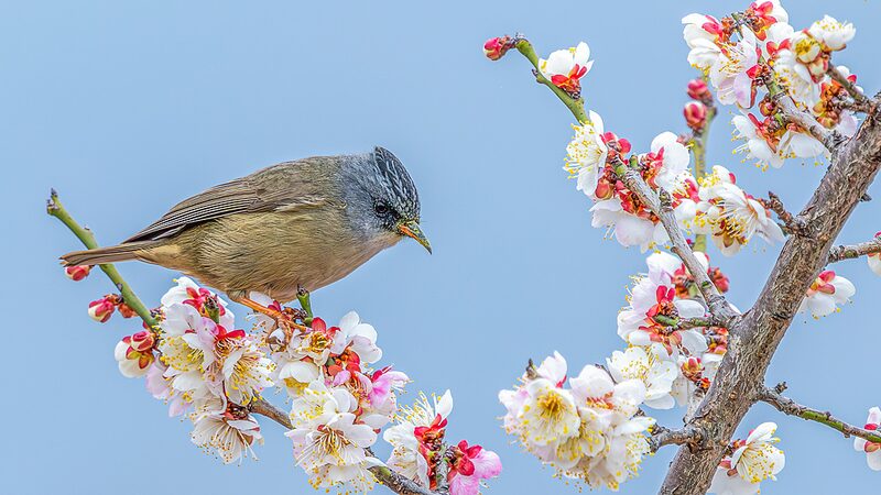 Chongqing_s_Nanchuan_District_Blooms_with_Over_60_Plum_Varieties__ - News for amigos, by amigos Chongqing_s_Nanchuan_District_Blooms_with_Over_60_Plum_Varieties__